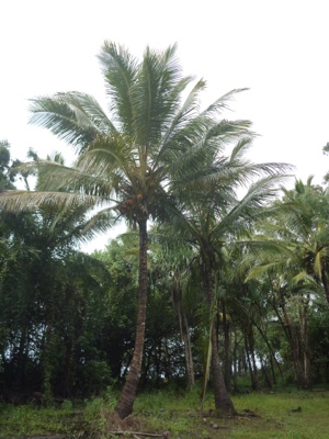 20120713-173505.jpg