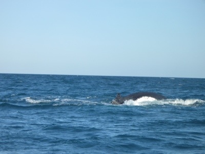 20120810-205348.jpg