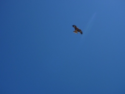 20120815-082741.jpg