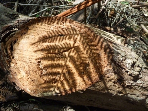 20130119-151616.jpg
